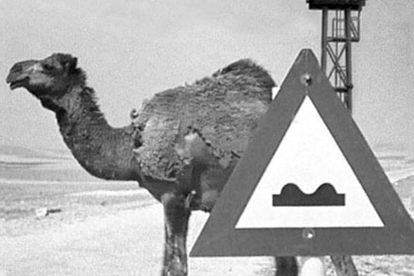 Kamel und Strassenschild unebene Fahrbahn